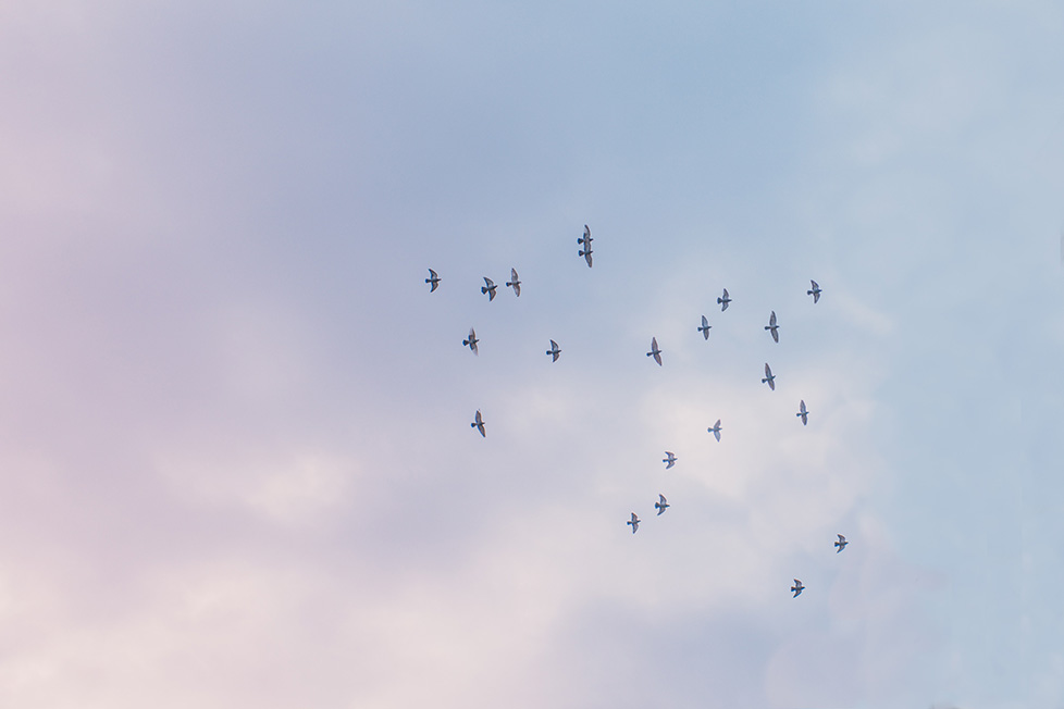 遠くの空に鳥が飛んでいる写真。不安や絶望感、寂しさを表現。